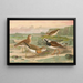 Charadrius asiaticus Arenaria interpres - Johann Friedrich Naumann — quadro incorniciato alla parete