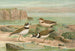 Charadrius dubius Scop - Johann Friedrich Naumann — vista dell’opera