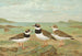 Charadrius hiaticula - Johann Friedrich Naumann — vista dell’opera