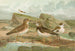 Charadrius morinellus Arenaria interpres Charadrius alexandrinus - Johann Friedrich Naumann — vista dell’opera