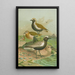 Charadrius pluvialis Charadrius squatarola - Johann Friedrich Naumann — quadro incorniciato alla parete