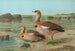 Chenalopex aegyptiacus - Johann Friedrich Naumann — vista dell’opera