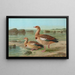 Chenalopex aegyptiacus - Johann Friedrich Naumann — quadro incorniciato alla parete