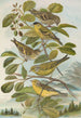 Chrysomitris spinus Chrysomitris citrinella Chrysomitris corsicanus - Johann Friedrich Naumann — vista dell’opera