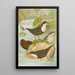 Cinclus cinclus aquaticus Cinclus cinclus Cinclus Pallasi Temm - Johann Friedrich Naumann — quadro incorniciato alla parete