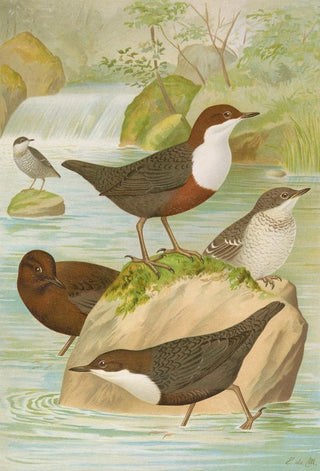 Johann Friedrich Naumann - Cinclus cinclus aquaticus Cinclus cinclus Cinclus Pallasi Temm.webp