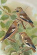Coccothraustes coccothraustes - Johann Friedrich Naumann — vista dell’opera