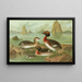 Colymbus auritus L Grèbe cornu - Johann Friedrich Naumann — quadro incorniciato alla parete