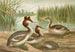 Podiceps cristatus, il cigno reale - Johann Friedrich Naumann — vista dell’opera