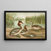 Podiceps cristatus, il cigno reale - Johann Friedrich Naumann — quadro incorniciato alla parete