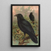 Corvus corax - Johann Friedrich Naumann — quadro incorniciato alla parete