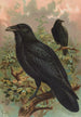 Corvus corax - Johann Friedrich Naumann — vista dell’opera
