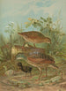 Crex crex - Johann Friedrich Naumann — vista dell’opera