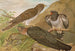 Cuculus canorus L - Johann Friedrich Naumann — vista dell’opera