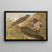 Cuculus canorus L - Johann Friedrich Naumann — quadro incorniciato alla parete