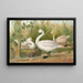 Cygnus Bewickii Yarrell - Johann Friedrich Naumann — quadro incorniciato alla parete