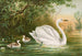 Cygnus cygnus - Johann Friedrich Naumann — vista dell’opera