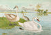 Cygnus olor - Johann Friedrich Naumann — vista dell’opera