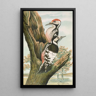 Johann Friedrich Naumann - Dendrocopus leuconotus.webp