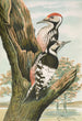 Dendrocopus leuconotus - Johann Friedrich Naumann — vista dell’opera