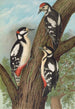 Dendrocopus major - Johann Friedrich Naumann — vista dell’opera