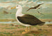 Diomedea melanophrys Boie Albatros a sopracciglia nere - Johann Friedrich Naumann — vista dell’opera
