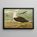 Diomedea melanophrys Boie Albatros a sopracciglia nere - Johann Friedrich Naumann — quadro incorniciato alla parete