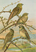 Emberiza citrinella Emberiza cirlus - Johann Friedrich Naumann — vista dell’opera