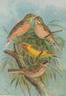 Emberiza hortulana Emberiza luteola Sparrm Emberiza chrysophrys Pall - Johann Friedrich Naumann — vista dell’opera