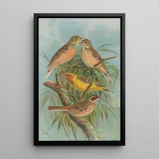 Johann Friedrich Naumann - Emberiza hortulana Emberiza luteola Sparrm Emberiza chrysophrys Pall.webp