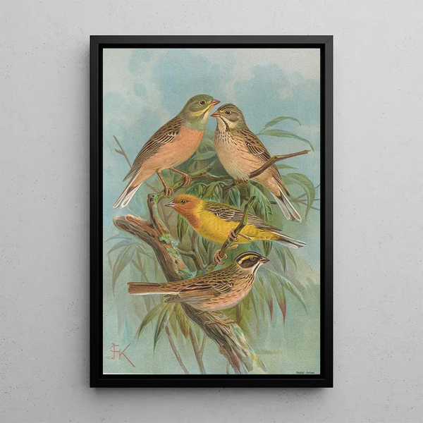 Johann Friedrich Naumann - Emberiza hortulana Emberiza luteola Sparrm Emberiza chrysophrys Pall.webp