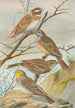 Emberiza leucocephala Gmel Emberiza cia Emberiza cinerea Strickl - Johann Friedrich Naumann — vista dell’opera