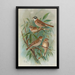 Emberiza rustica Pall Emberiza pusilla Pall - Johann Friedrich Naumann — quadro incorniciato alla parete