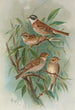 Emberiza rustica Pall Emberiza pusilla Pall - Johann Friedrich Naumann — vista dell’opera
