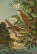 Erithacus luscinia Erithacus philomela - Johann Friedrich Naumann — vista dell’opera