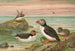 Fratercula arctica L Macareux arctico - Johann Friedrich Naumann — vista dell’opera