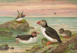 Johann Friedrich Naumann - Fratercula arctica L Arktischer Lund.webp