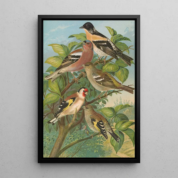 Johann Friedrich Naumann - Fringilla montifringilla Fringilla coelebs Carduelis carduelis.webp