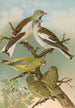Fringilla nivalis Chloris chloris - Johann Friedrich Naumann — vista dell’opera