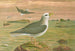 Fulmarus glacialis, petrello fulmar - Johann Friedrich Naumann — vista dell’opera