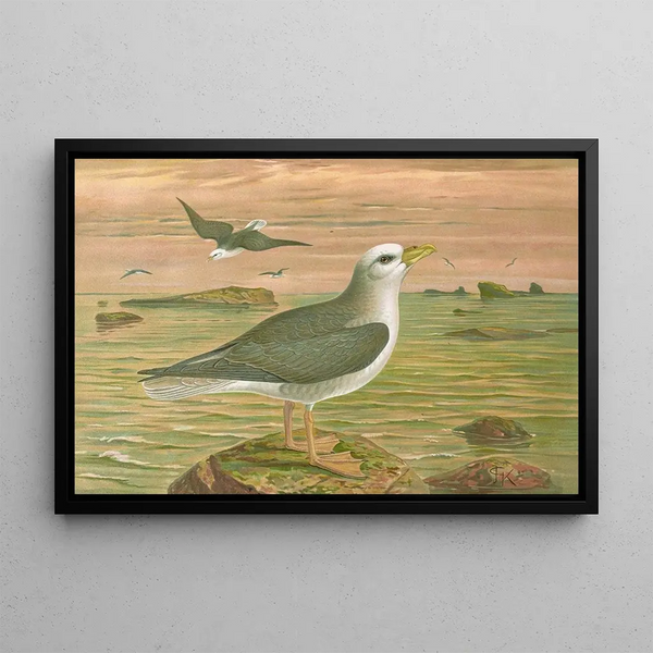 Johann Friedrich Naumann - Fulmarus glacialis EisMovensturmvogel.webp