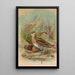 Gallinago gallinago - Johann Friedrich Naumann — quadro incorniciato alla parete