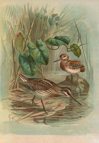 Johann Friedrich Naumann - Gallinago gallinula.webp