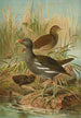 Gallinula chloropus - Johann Friedrich Naumann — vista dell’opera