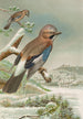 Garrulus glandarius - Johann Friedrich Naumann — vista dell’opera