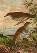 Geocichla mollissima - Johann Friedrich Naumann — vista dell’opera