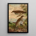 Geocichla mollissima - Johann Friedrich Naumann — quadro incorniciato alla parete