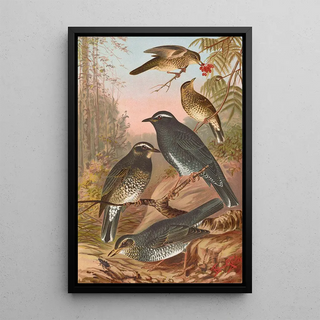 Johann Friedrich Naumann - Geocichla sibirica.webp