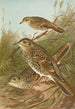 Geocichla varia Geocichla dauma - Johann Friedrich Naumann — vista dell’opera
