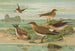 Glareola pratincola Glareola melanoptera Nordm - Johann Friedrich Naumann — vista dell’opera